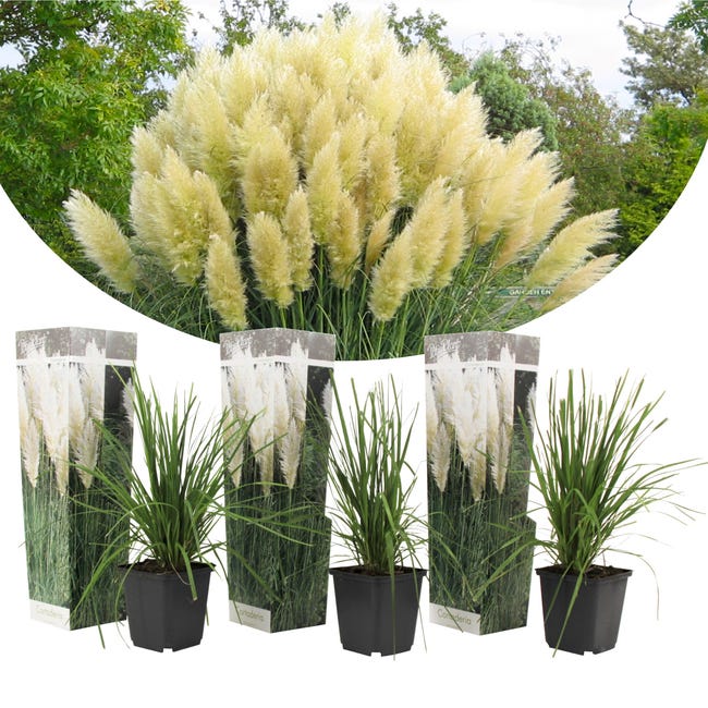 Plant in a Box - Cortaderia selloana - Set de 3 - Pampa plante Blanc - Herbe  de la pampa a planter - Pot 9cm - Hauteur 25-40cm | Leroy Merlin