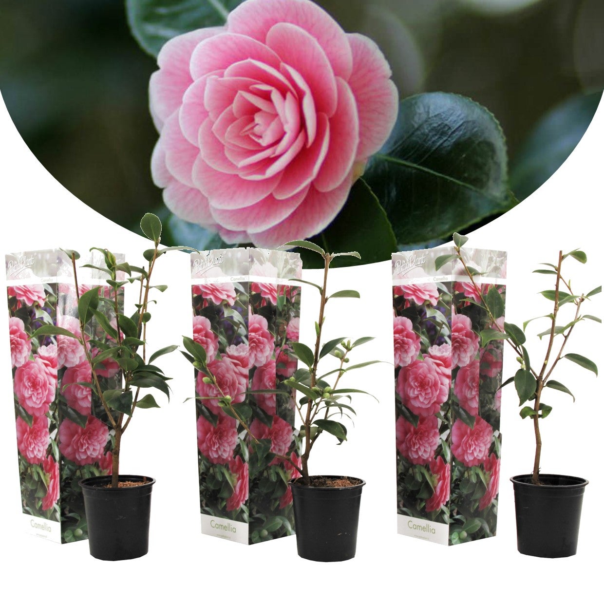 Plant in a Box - Camellia Japonica Rose - Set of 3 - Roses japonaises - Pot  9cm - Hauteur 25-40cm | Leroy Merlin