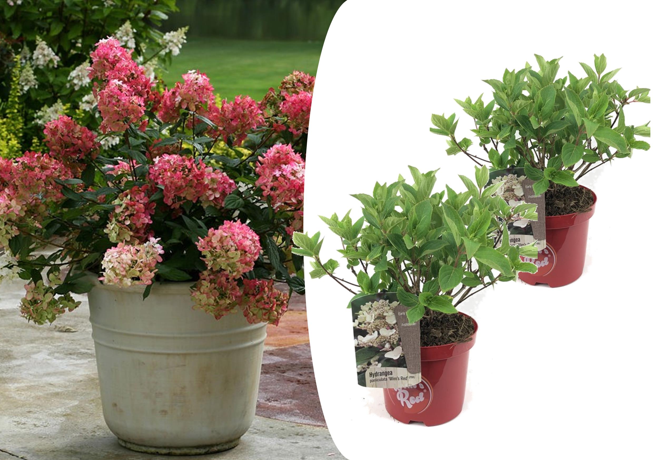 Plant in a Box - Hydrangea paniculata 'Wim's Red' - Set de 2 - maceta 19cm  - altura 25-40cm | Leroy Merlin