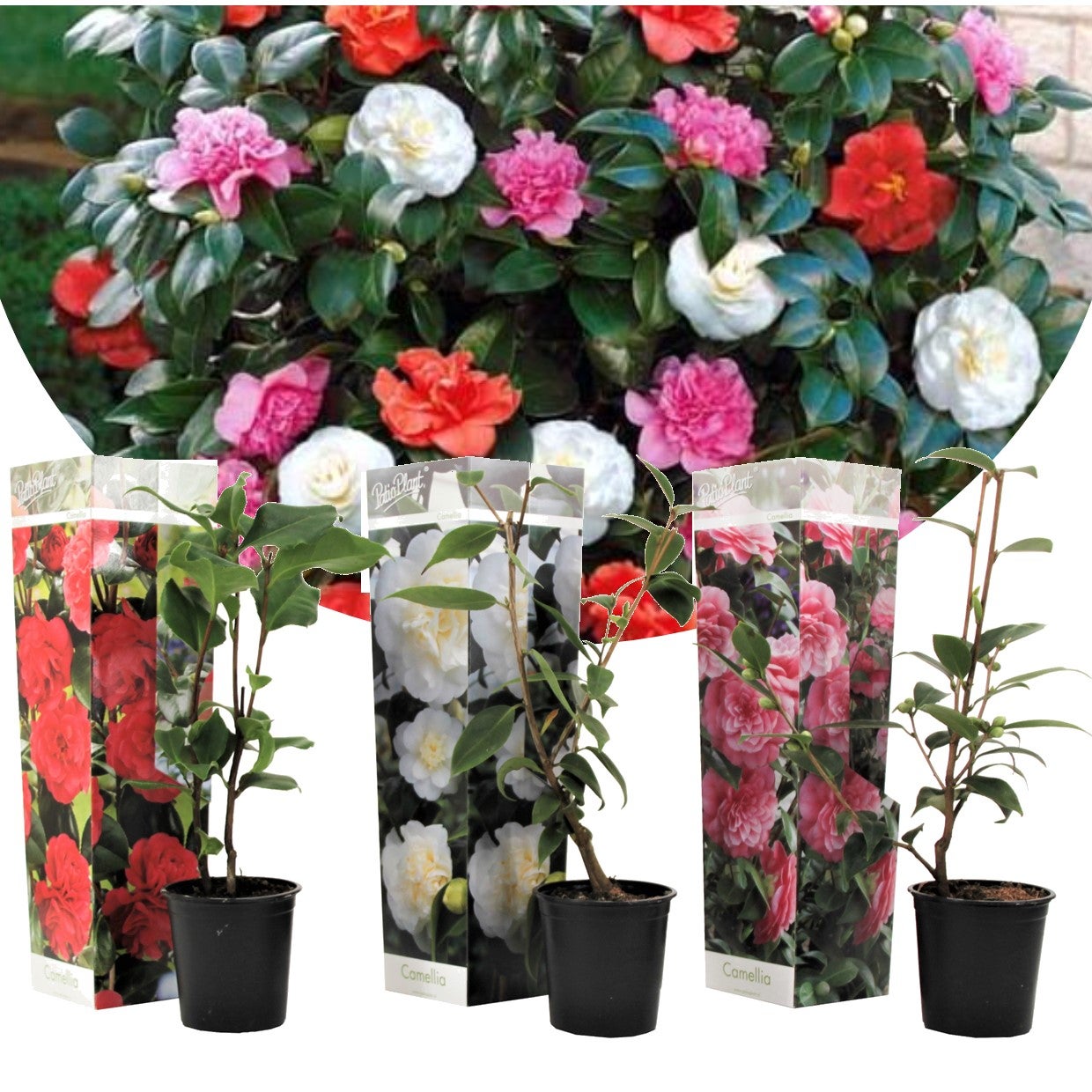 Plant in a Box - Mélange de 3 Camellia Japonica - Roses japonaises - Pot  9cm - Hauteur 25-40cm | Leroy Merlin