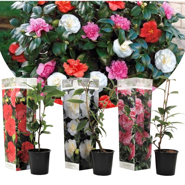 Plant in a Box - Mezcla de 3 Camellia Japonica - Rosas japonesas - Maceta  9cm - Altura 25-40cm | Leroy Merlin