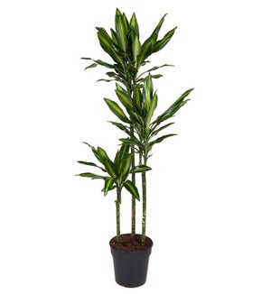 Dracaena Fragrans - 'Hawaiian Sunshine' - 24cm Pot - Altura 130-140cm