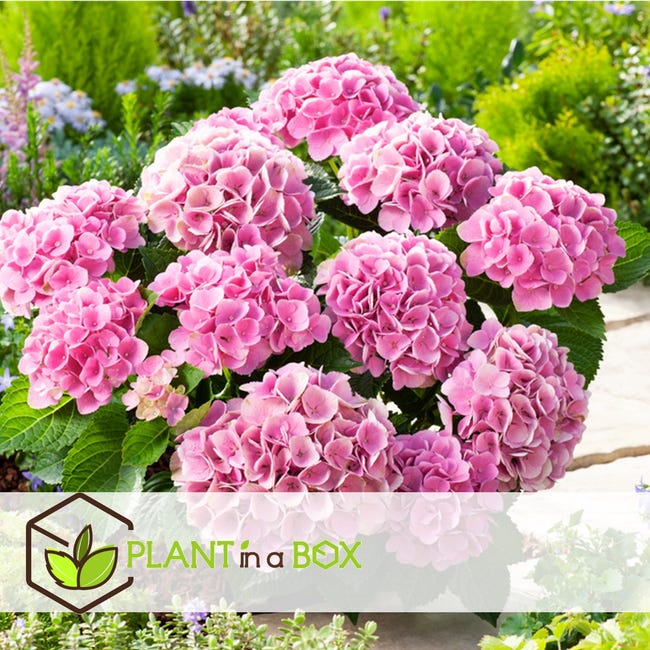 Plant in a Box - Hydrangea macroph. Rosa - Set de 3 - Hortensia rosa -  Maceta 9cm - Altura 20-30cm | Leroy Merlin