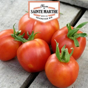 Sachet graines Tomate Allongée Lancelot HF1
