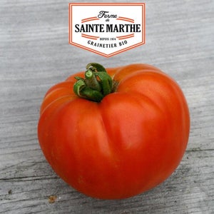 Graines Bio de Tomate Russe (Ferme de Sainte Marthe) - Vente en