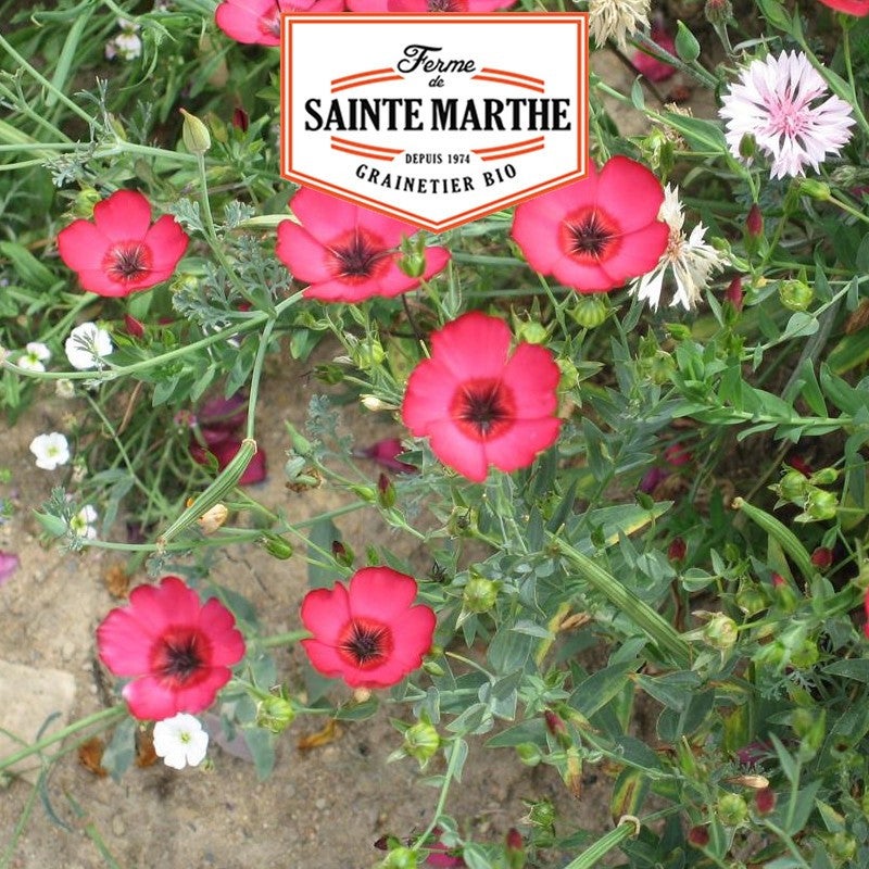 Graines BIO TOURNESOL ROUGE - FERME SAINTE MARTHE