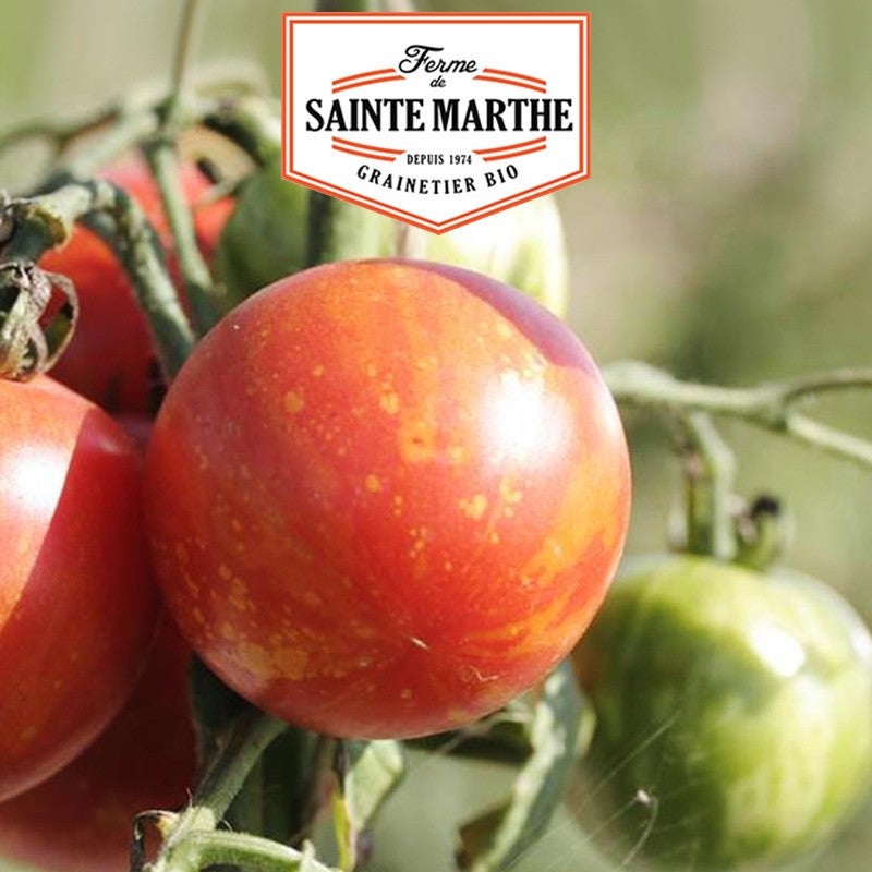 Tomate Tigrella Bicolore 50 graines - La ferme Sainte Marthe
