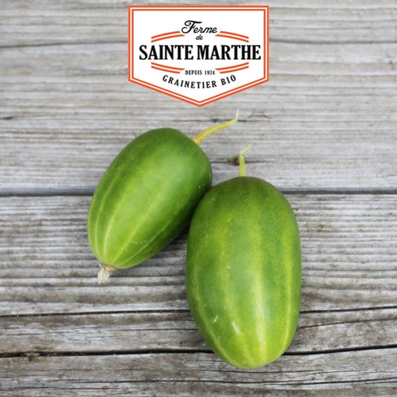 Cornichon Russe 20 graines La ferme Sainte Marthe Leroy Merlin