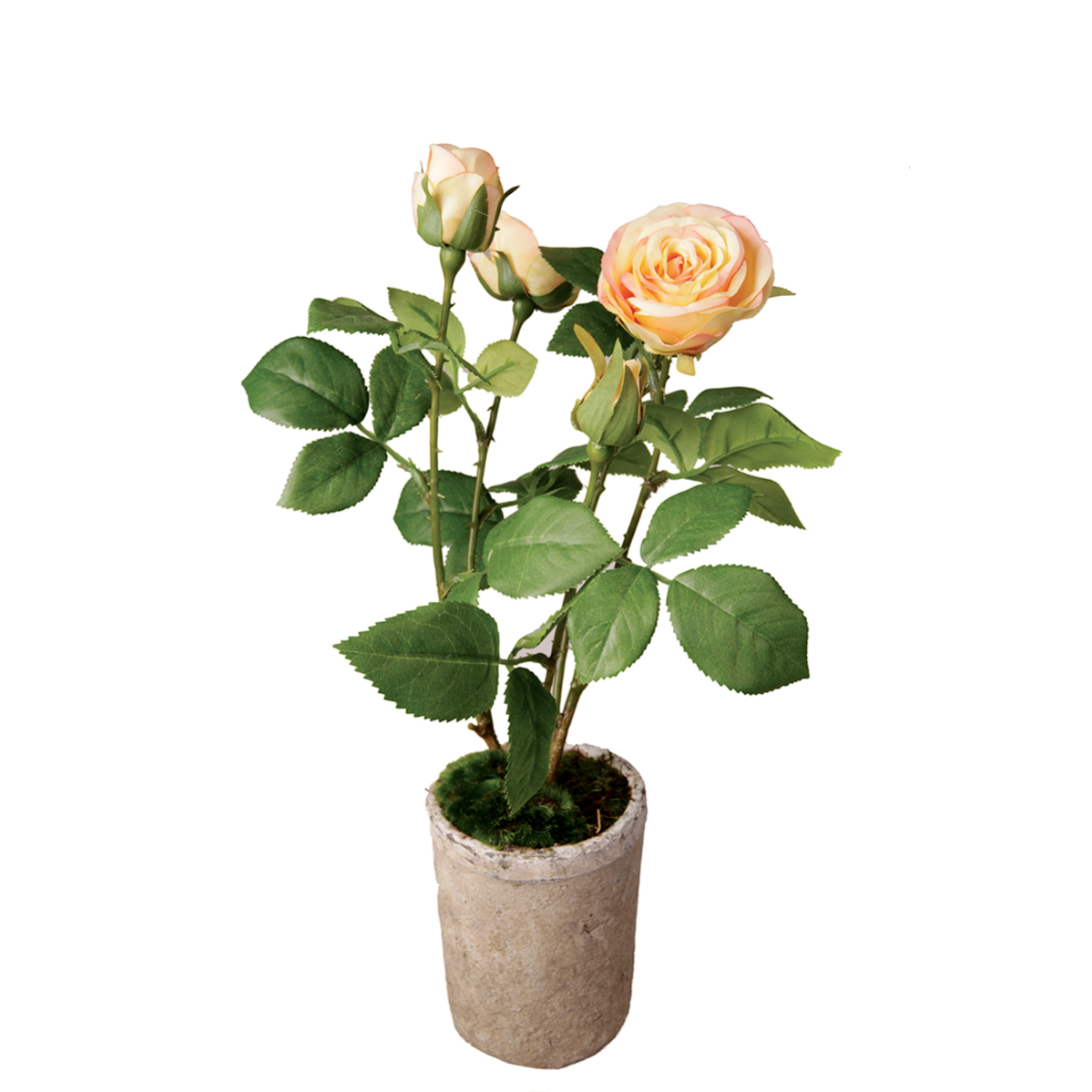2 Rosiers Rosa 'Orangerie' En Pot 25-30 Cm - Fleurs Orange Parfumées Et Feuillage Brillant - Qualité Kordes