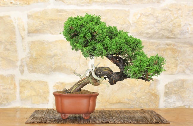 Scopina Per Bonsai Made In Japan | Shop Online - Foto 6