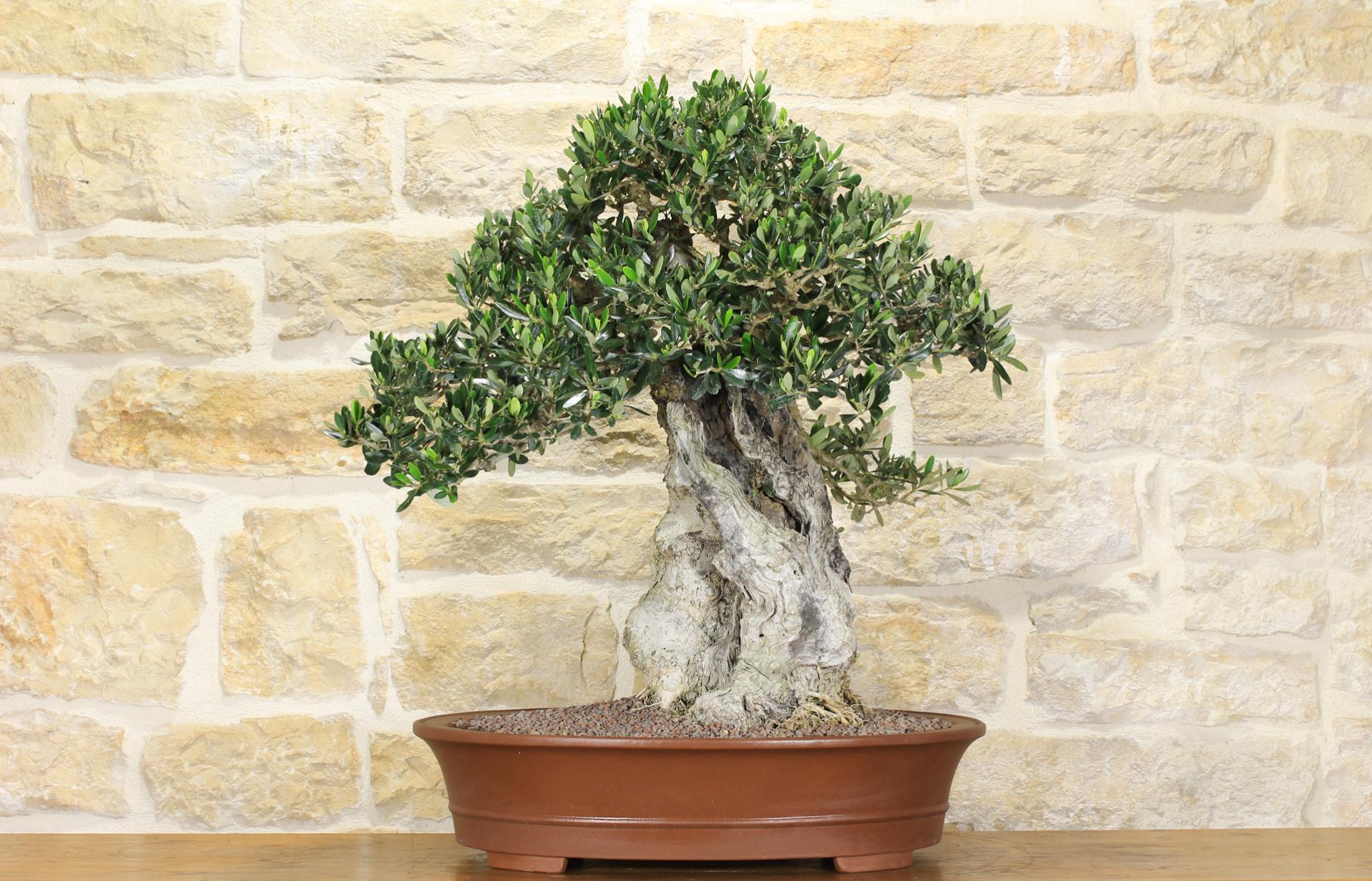 Ulivo bonsai (600) - Vivai Podavini Giuseppe