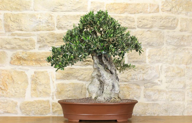 Ulivo bonsai (600) - Vivai Podavini Giuseppe Ulivo bonsai (600) - Vivai Podavini Giuseppe