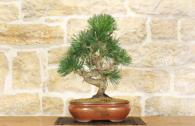 Gasper Bonsai Artificiale di Pino con Vaso in pvc 125x50 cm – Le Gioie Gasper Bonsai Artificiale di Pino con Vaso in pvc 125x50 cm – Le Gioie