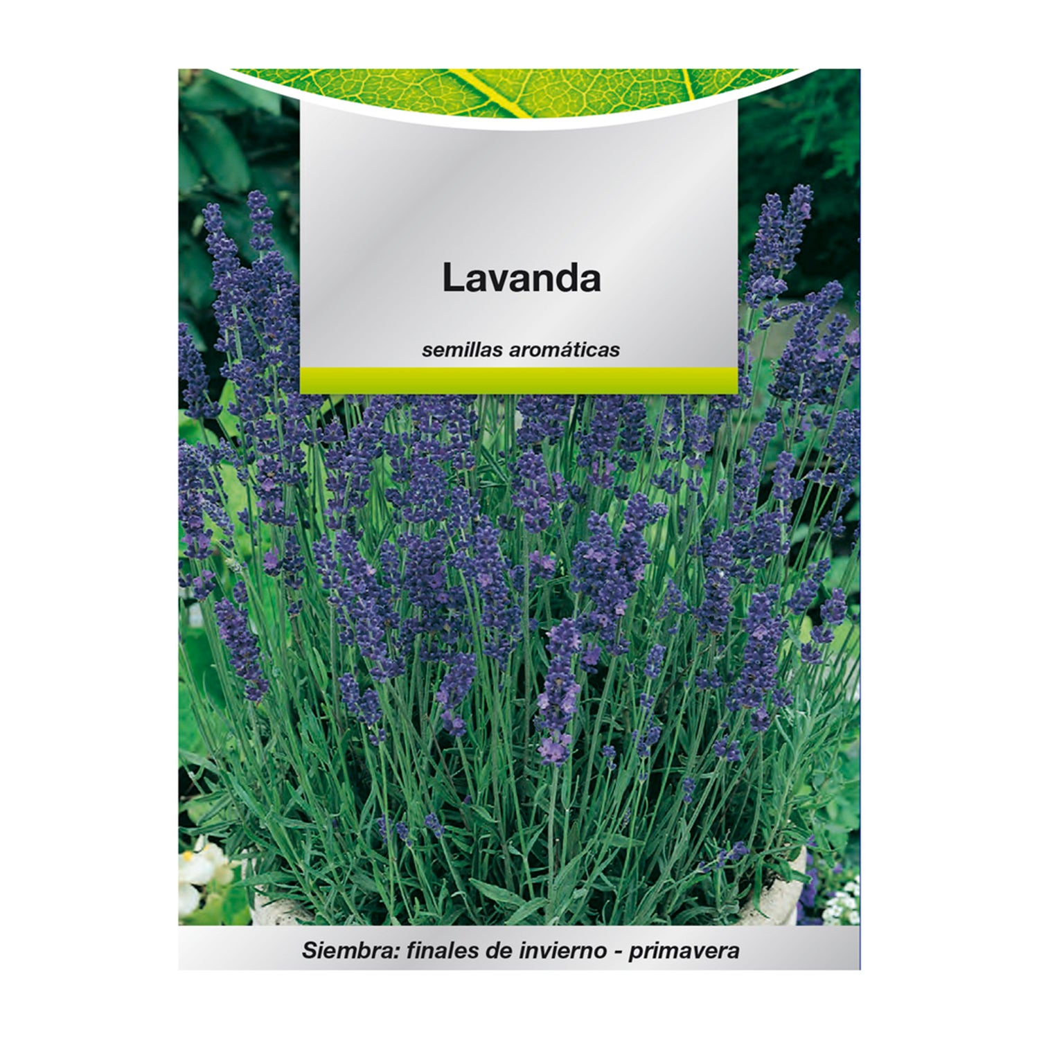 300 Semillas de Lavanda Espliego (Lavandula angustifolia): : Jardín
