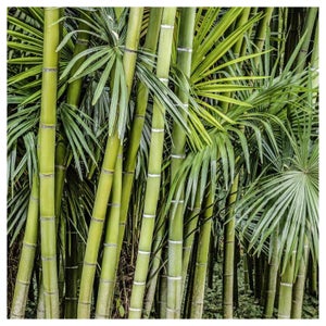 Haie de bambou artificiel pour terrasse au meilleur prix | Leroy Merlin