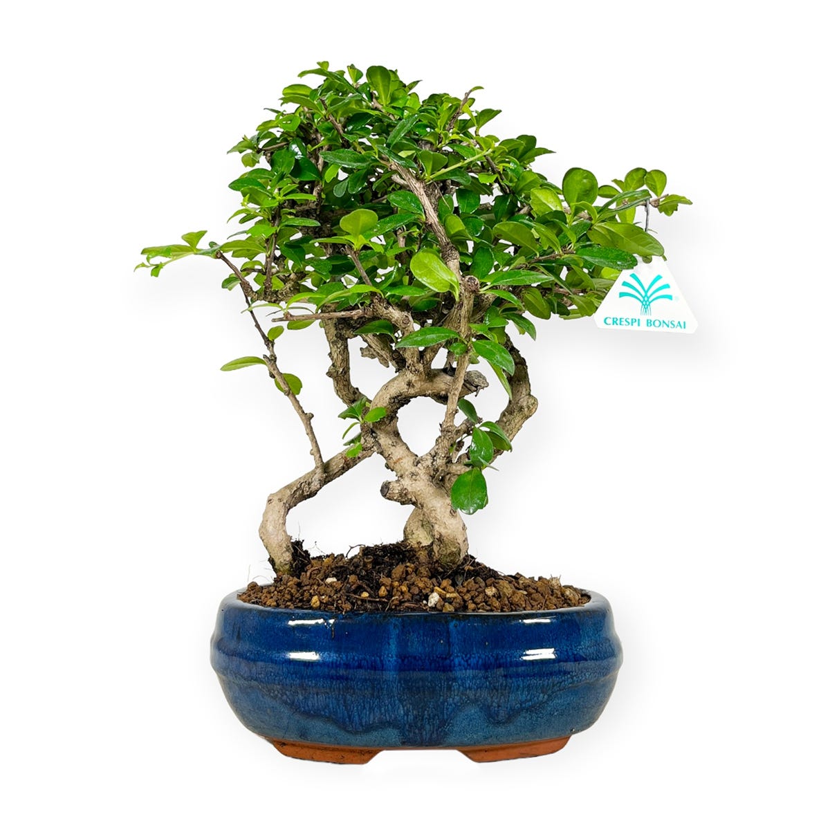 Bonsai Carmona macrophylla - Arbre à thé - 34 cm