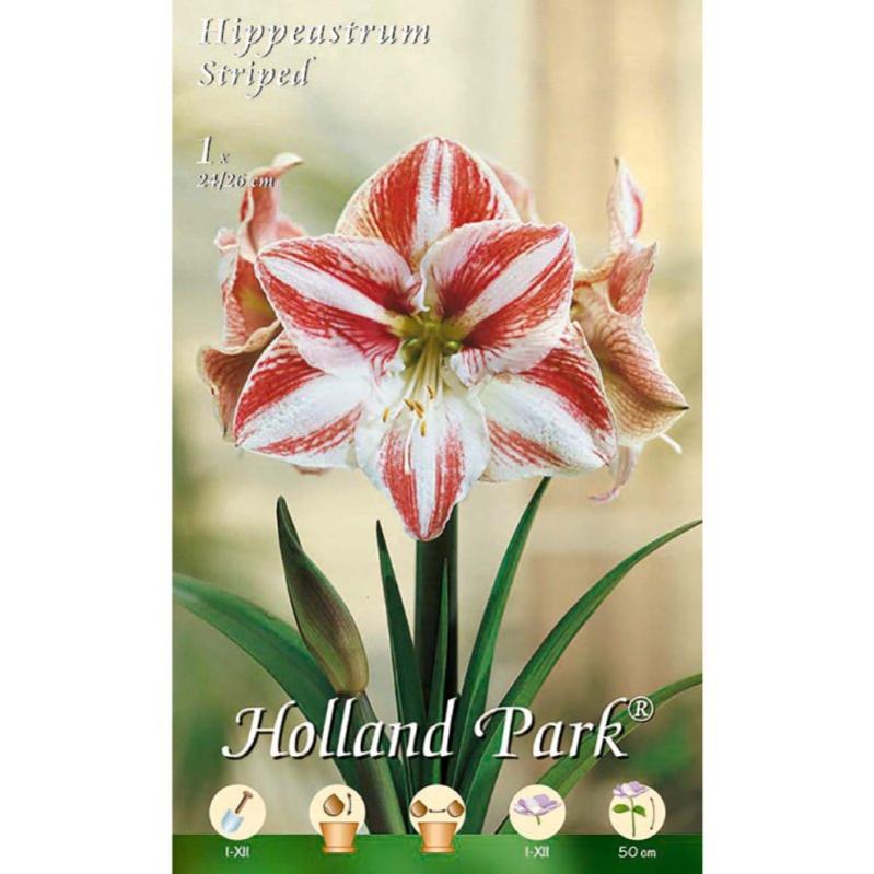 3 Bulbi Di Amaryllis Hippeastrum Rosso Sfumato Bianco - Eurobulbi - Ideali Per Vaso