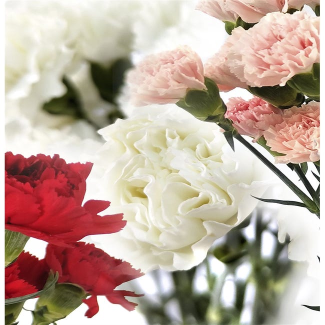 Clavel Colombiano | Flor Natural | Ramo de 20 tallos | 65cm de alto | Rosa  | Leroy Merlin