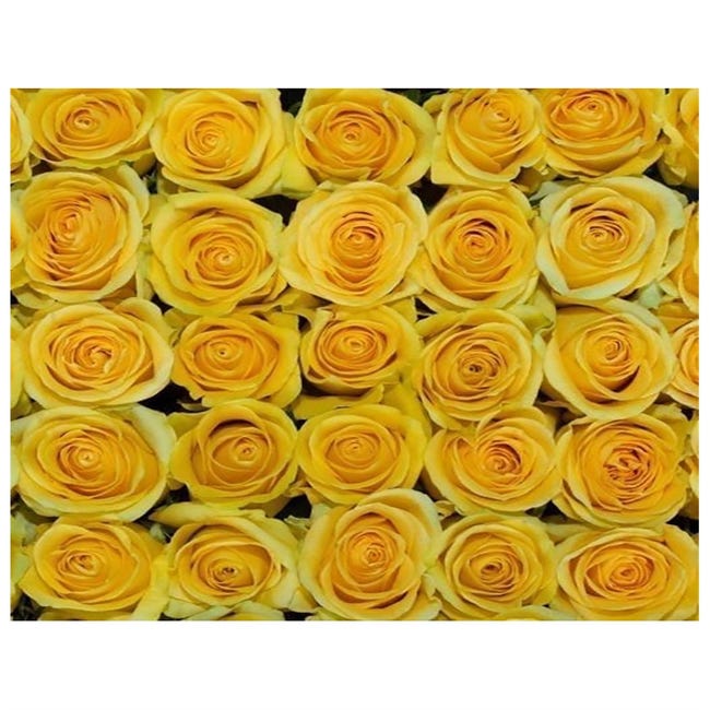 Rosas Variadas | Flor Natural | Ramo de 12 tallos | 60cm de alto | Amarillas  Brighton | Leroy Merlin