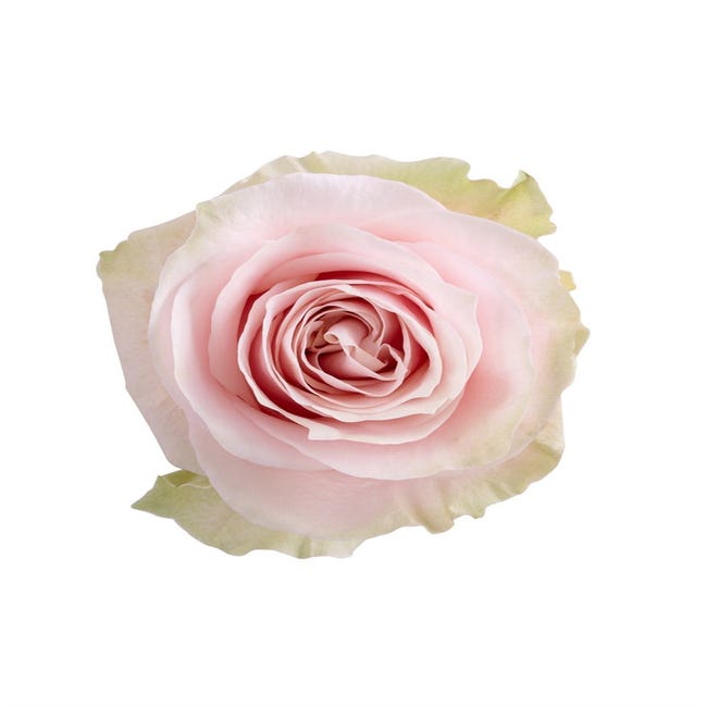 Rosas Variadas | Flor Natural | Ramo de 12 tallos | 60cm de alto | Rosa  Mondial | Leroy Merlin