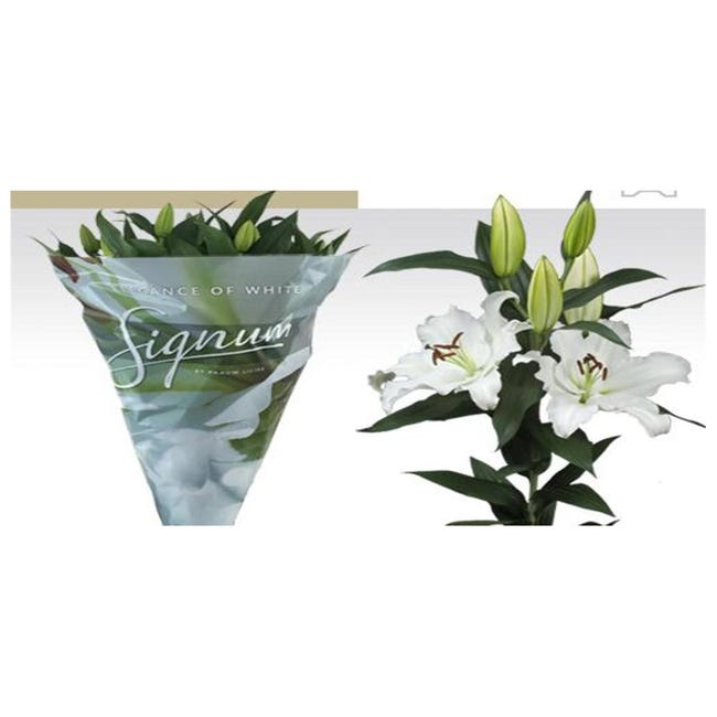 Liliums LA | Flor Natural | Ramo de 10 tallos | 80cm de alto | Oriental  Blanco | Leroy Merlin