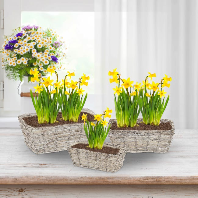 Relaxdays Pot de fleurs, 3 tailles différentes, en rotin, avec plastique,  cache-pots pour intérieur, blanc-nature