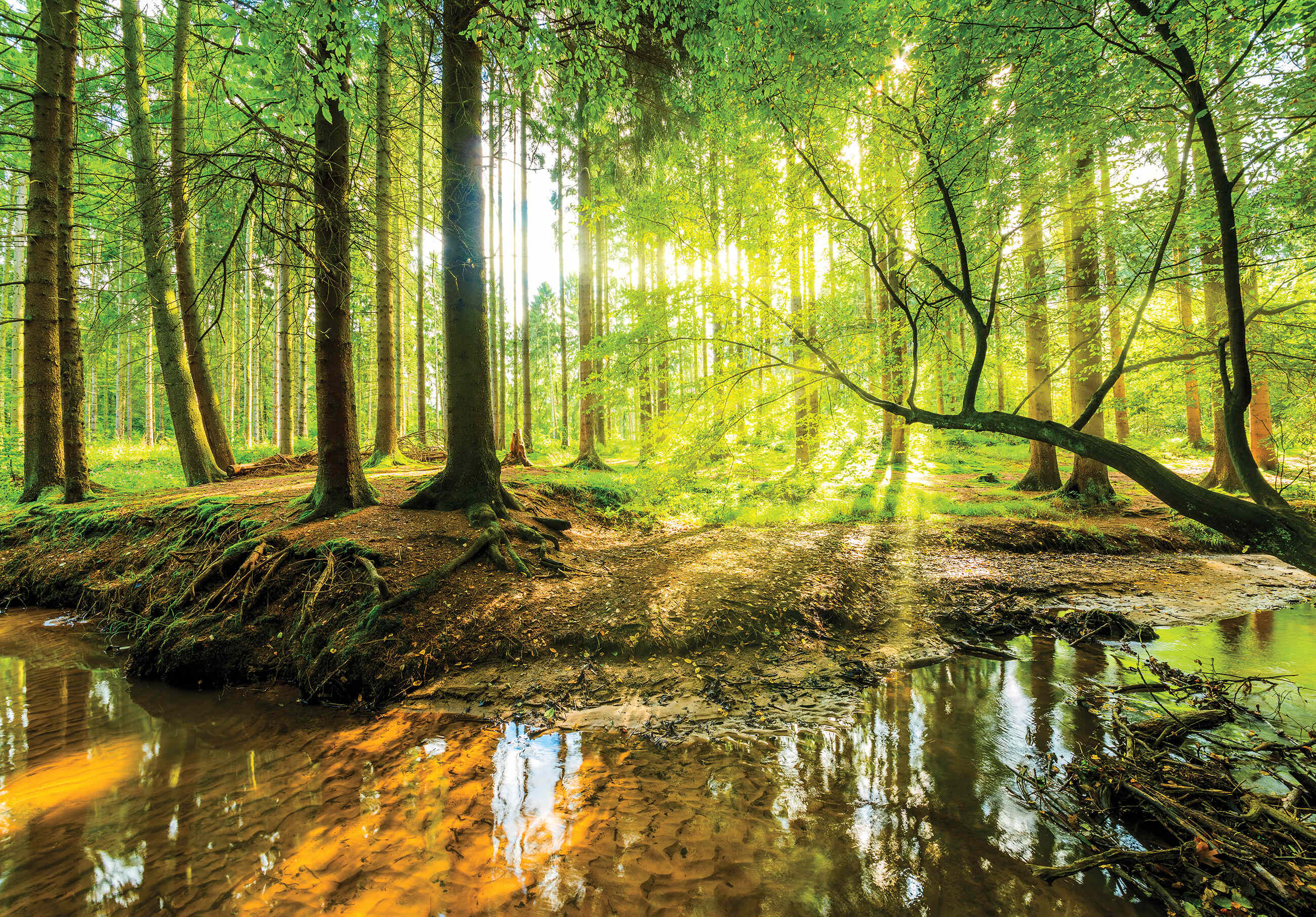 Papier Peint Intissé Panoramique Effekt 3D Fenêtre Forêt Nature 368x254 cm  - Colle Inclus - Chambre et Salon - Moderne Trompe l'oeil