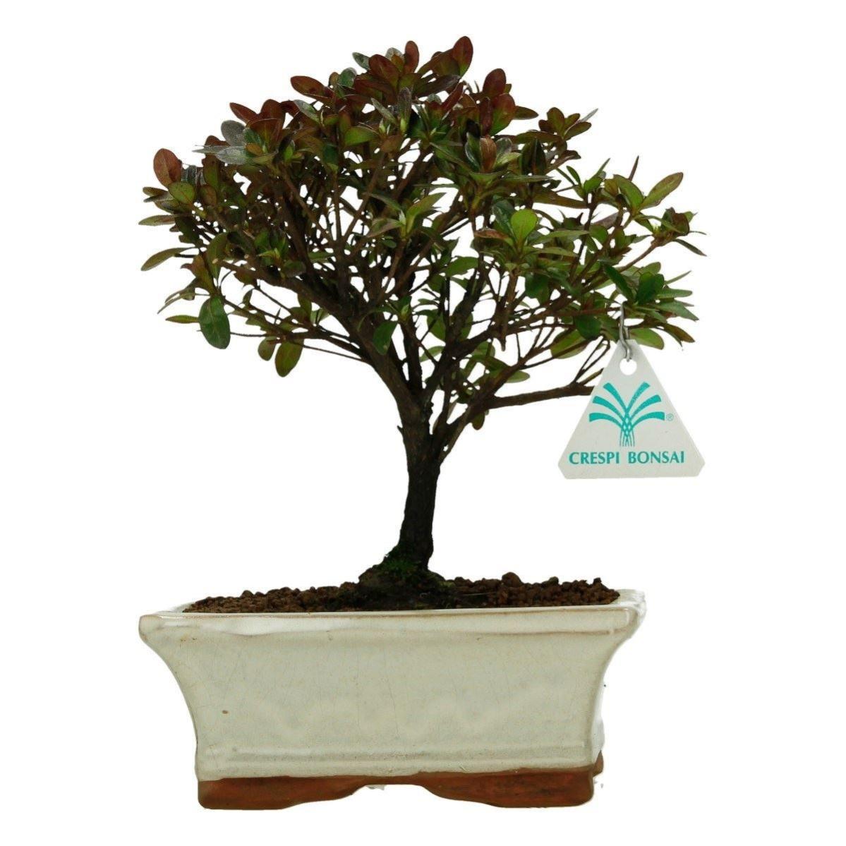 Bonsai Azalée 22 cm Leroy Merlin