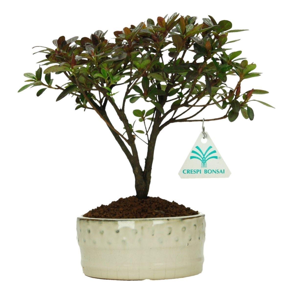 Bonsai Azalea - 21 cm | Leroy Merlin
