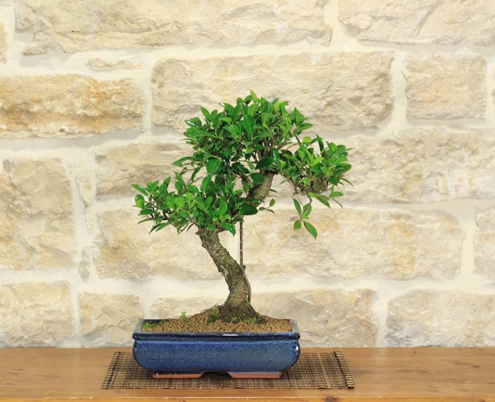 Bonsai Ficus Retusa in vaso cm. 30 Leroy Merlin