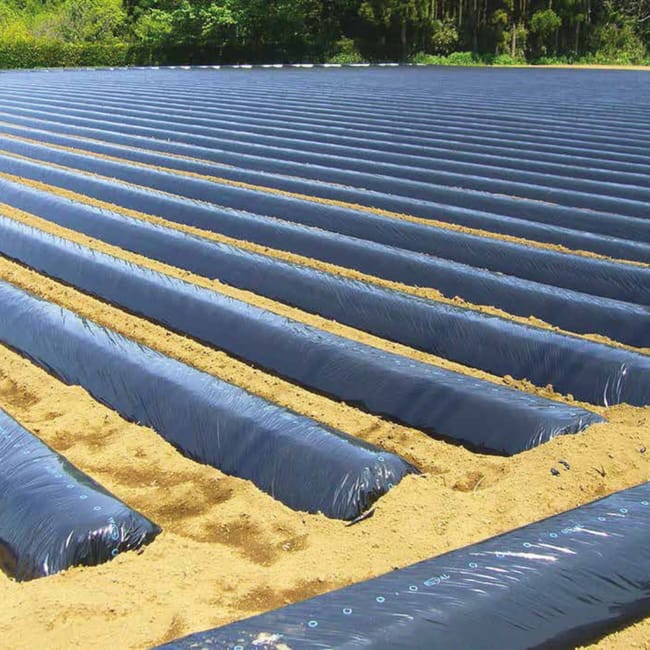 Telo Pacciamatura PE Largh. 100 Cm Foro Centrale Passo 30 Cm 200 Mt