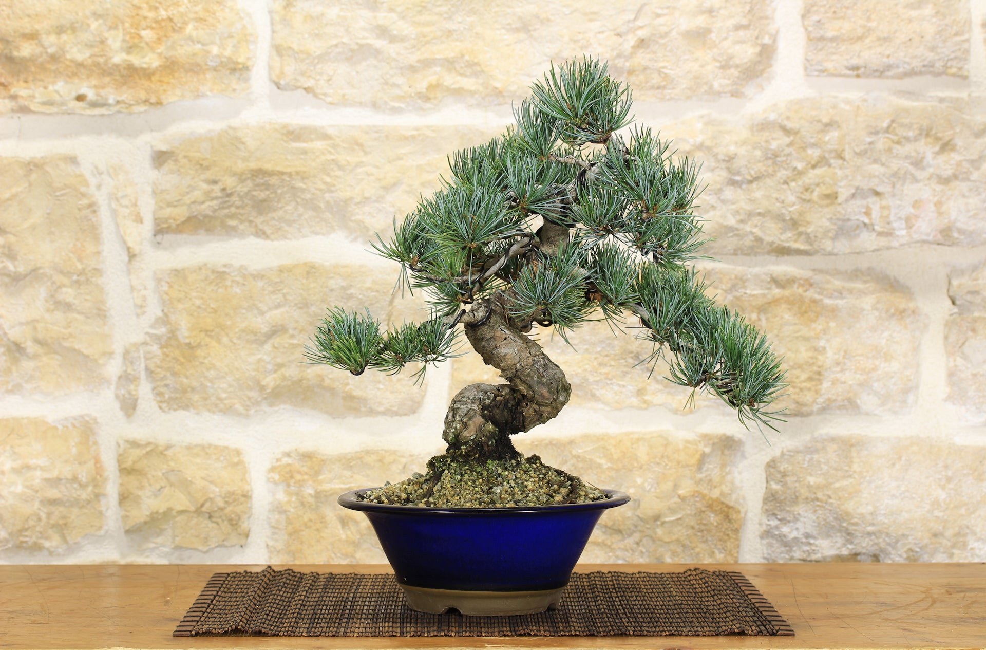 32cm- vaso bonsai non smaltato - KiùBonsai