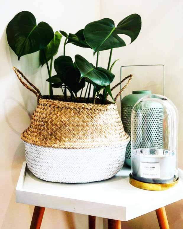 Collection de 3 plantes vertes dépolluantes La collection de 3