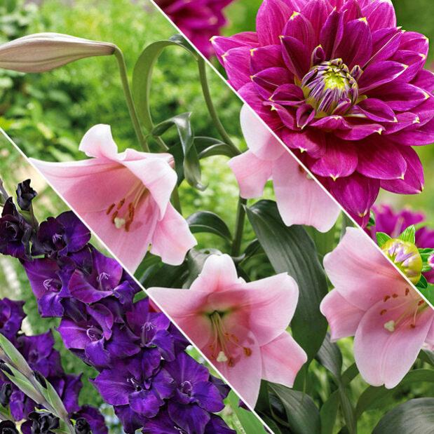 Collection De 3 Bulbes D'Amaryllis Format 26/28 - Mélange Exclusif De Fleurs De Hollande - 5