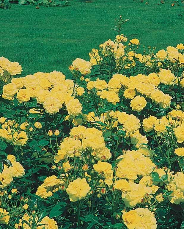 Rosier à massif Friesia Les 3 rosiers, racines nues, 3 branches et +. Willemse Leroy Merlin