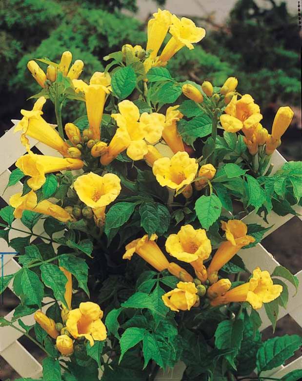 Bignone Trompette jaune Le pot / 2L / Hauteur livrée environ 4050cm