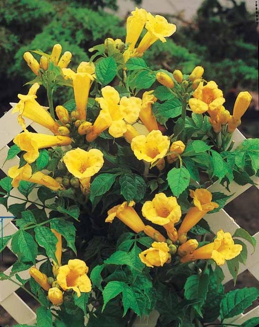 Bignone Trompette jaune Le pot / 2L / Hauteur livrée environ 4050cm