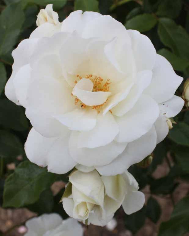 Rosier à massif Iceberg La pièce en racine nue / 3+ branches Willemse Leroy Merlin