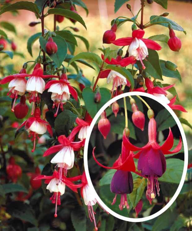 Fuchsias rustiques en mélange - Les 6 pots / Ø 9cm - Willemse | Leroy ...