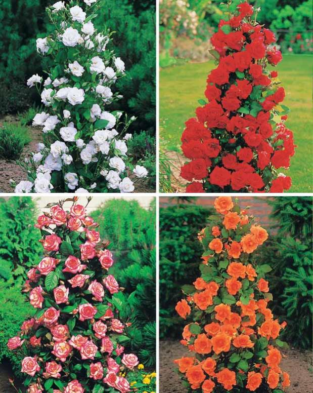 Lot De 3 Groseilliers à Racines Nues – Variétés Noir, Rouge Et Blanc Pour Jardin Fruitier