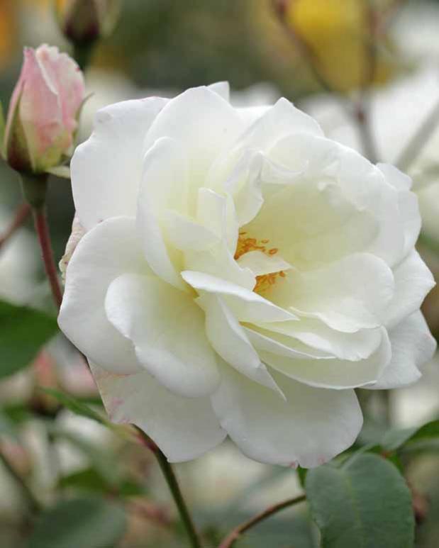 Rosier grimpant Fée des Neiges Grimpant ® Le pot / 4L Willemse