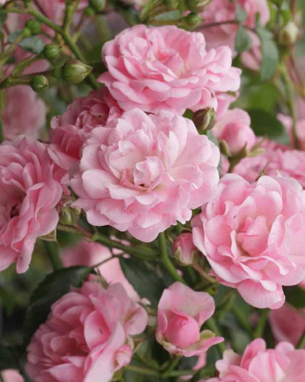 2 Rosiers 'The Fairy' - Rosa Couvre-Sol - Pot 25-30cm - Fleurs Roses Doubles Et Parfumées