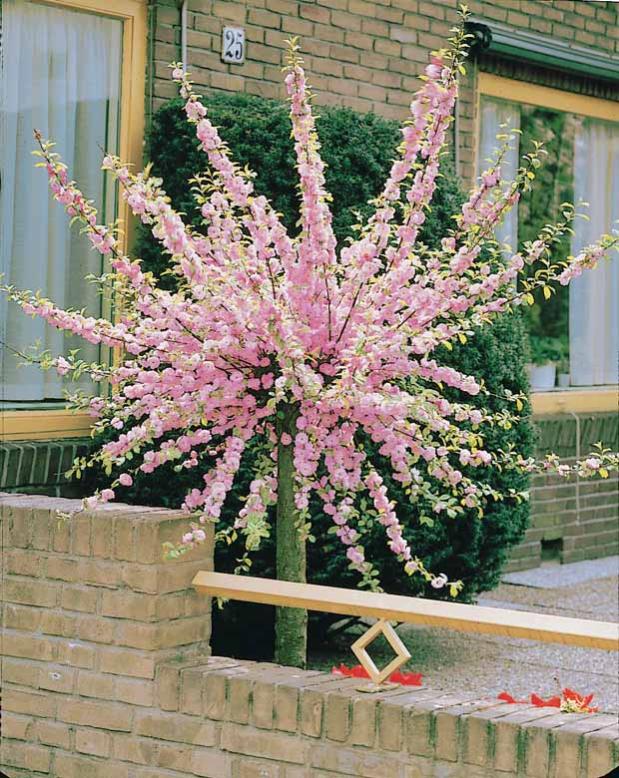 Amandier à fleurs sur tige Le pot / 3L / tige 60cm Willemse Leroy Merlin