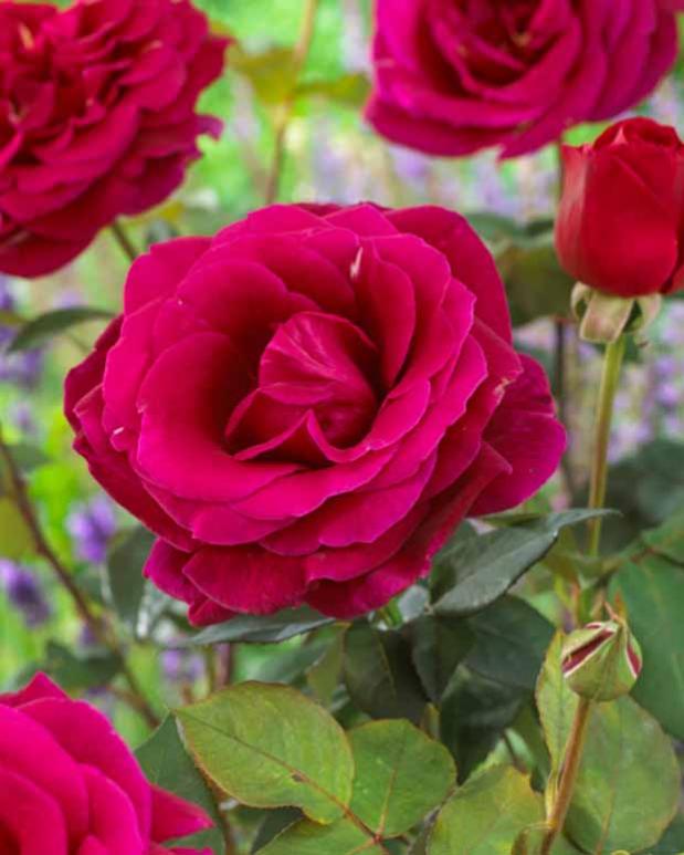 Rosier Oklahoma La pièce en racine nue / 3+ branches Willemse Leroy Merlin