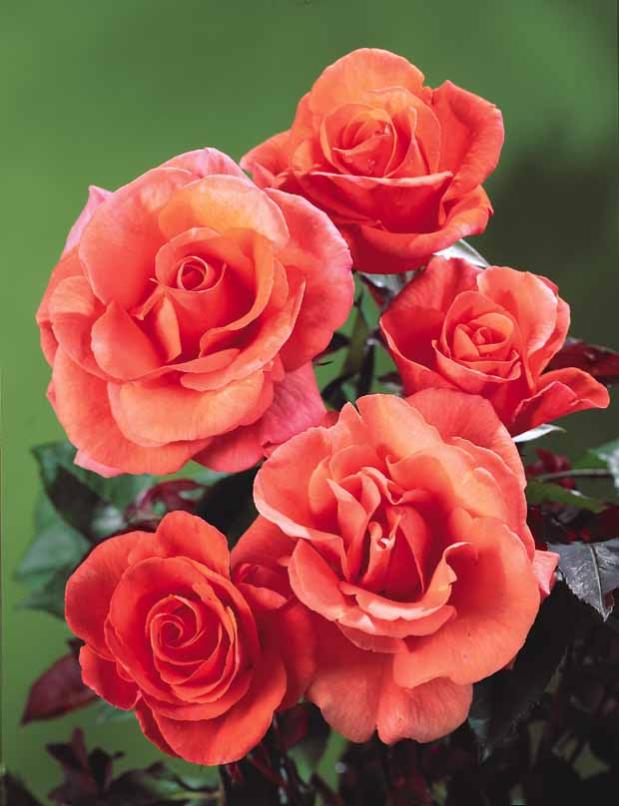 Rosier grimpant Métanoïa Le rosier, racines nues, 3 branches. Willemse Leroy Merlin