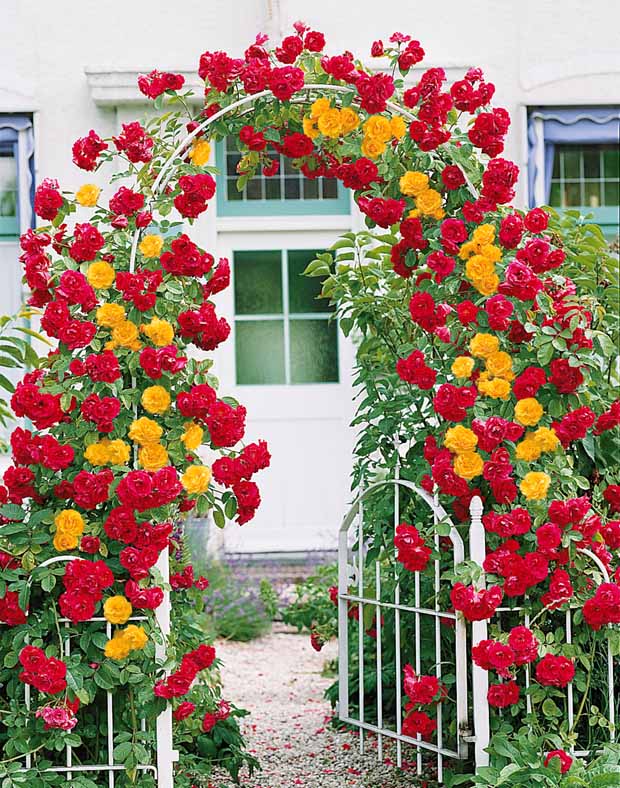 Collection de Rosiers grimpants Vlammenspel et Paul