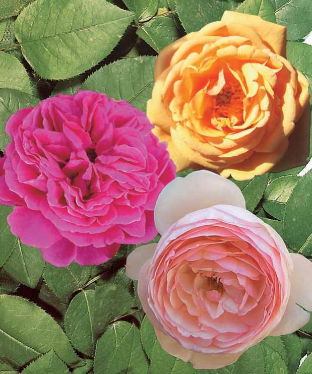 Collection de Rosiers anglais Fish Ausgreen, Charlie, Her