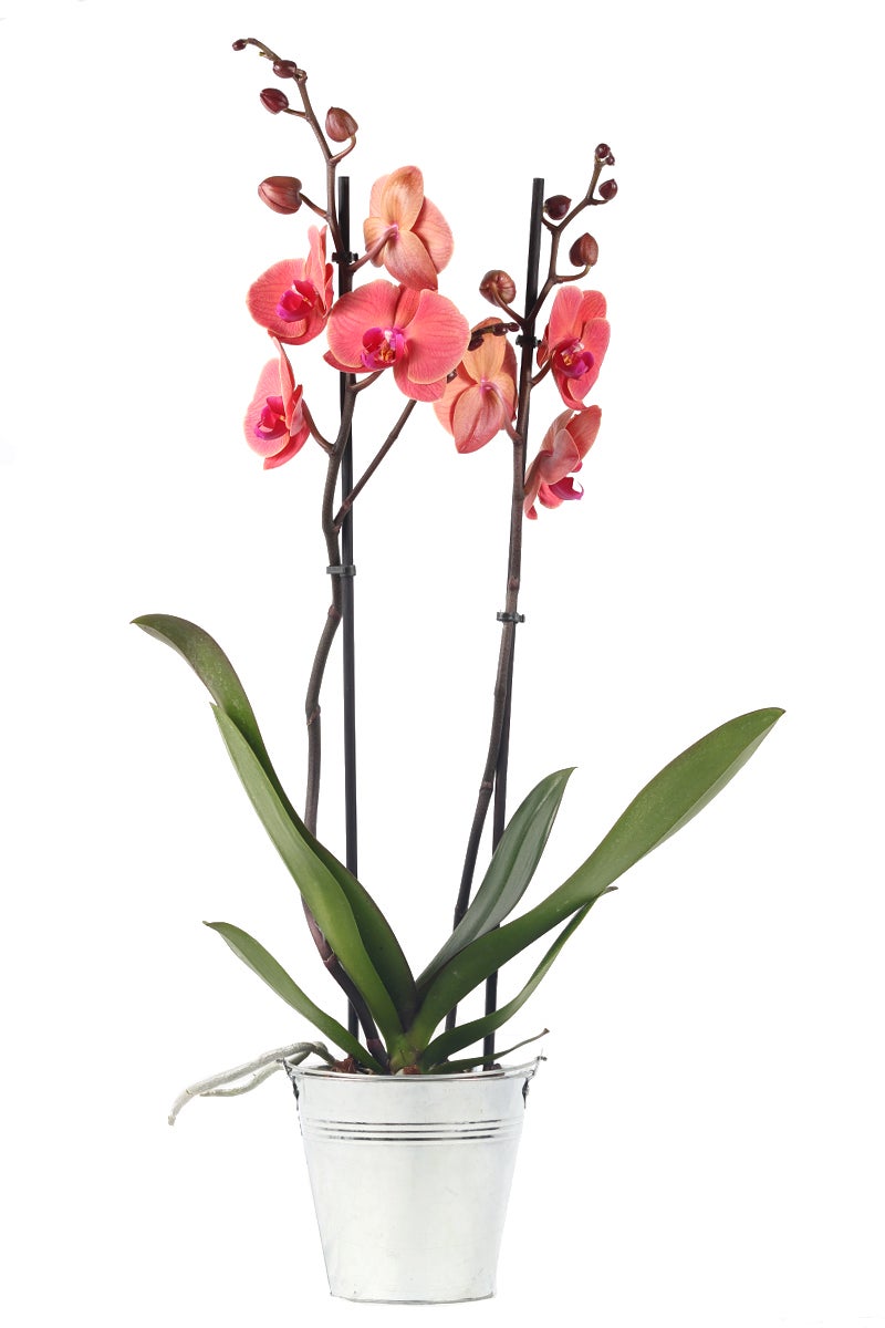 Orquidea/phalaenopsis asian coral 2 tallos d12 en cinc