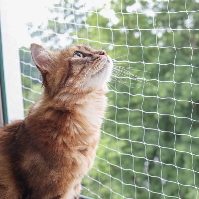 Instalar redes y mallas de seguridad para gatos en ventanas y balcones