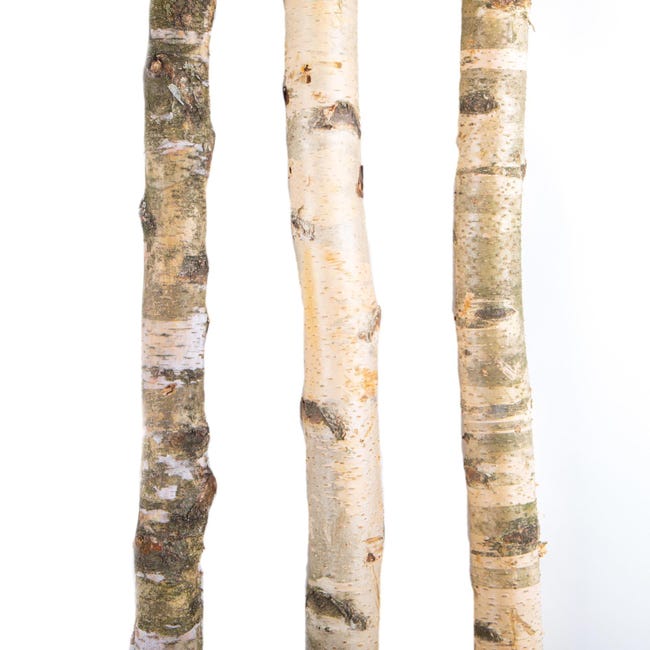 Albero Di Betulla Bianca In Primavera Immagine Stock - Immagine Di - Foto 1